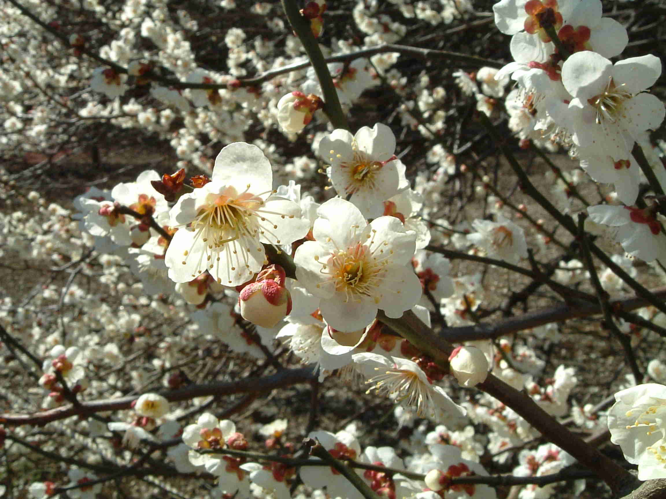 Hoa mơ Prunus mume