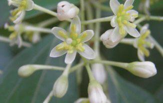 Hoa quế bì (Cinnamomum cassia)