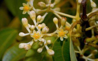 Hoa quế khâu (Cinnamomum verum)