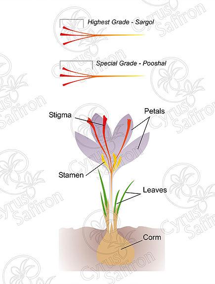 Hoa nghệ tây Crocus sativus