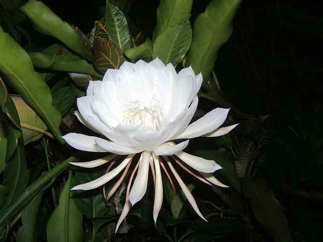 Hoa Kadupul, loài cây có hoa kỳ lạ nhất thế giới (hoa quỳnh)