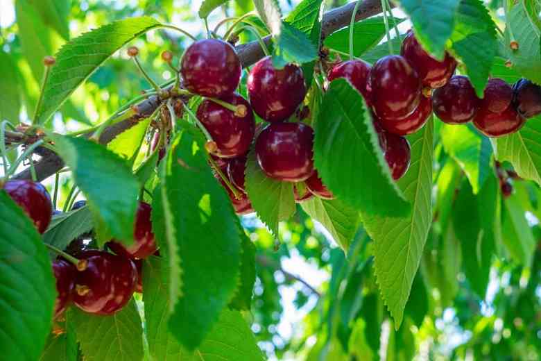 Quả anh đào (quả cherry), loài Prunus avium