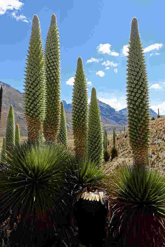 Loài cây ra hoa chậm nhất thế giới (Puya Raimondii)