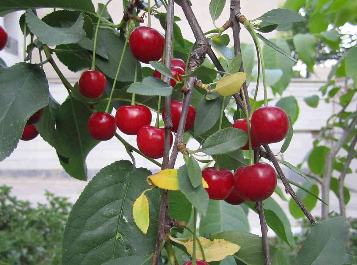 Quả cherry chua Prunus cerasus