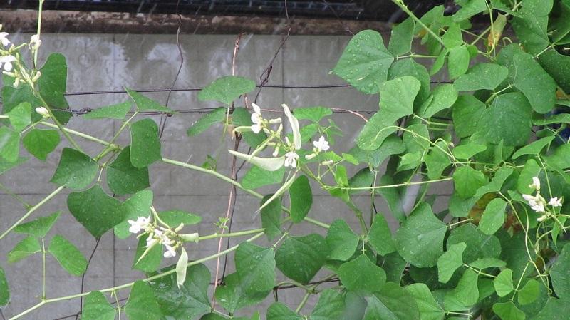 Đậu ván trắng có hoa màu trắng (khác với đậu ván tím có hoa màu tím