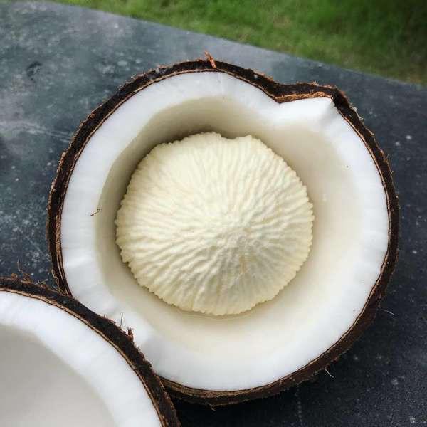 Mộng dừa có công dụng gì