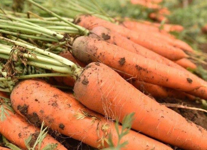 Ăn củ cải đỏ có tác dụng gì