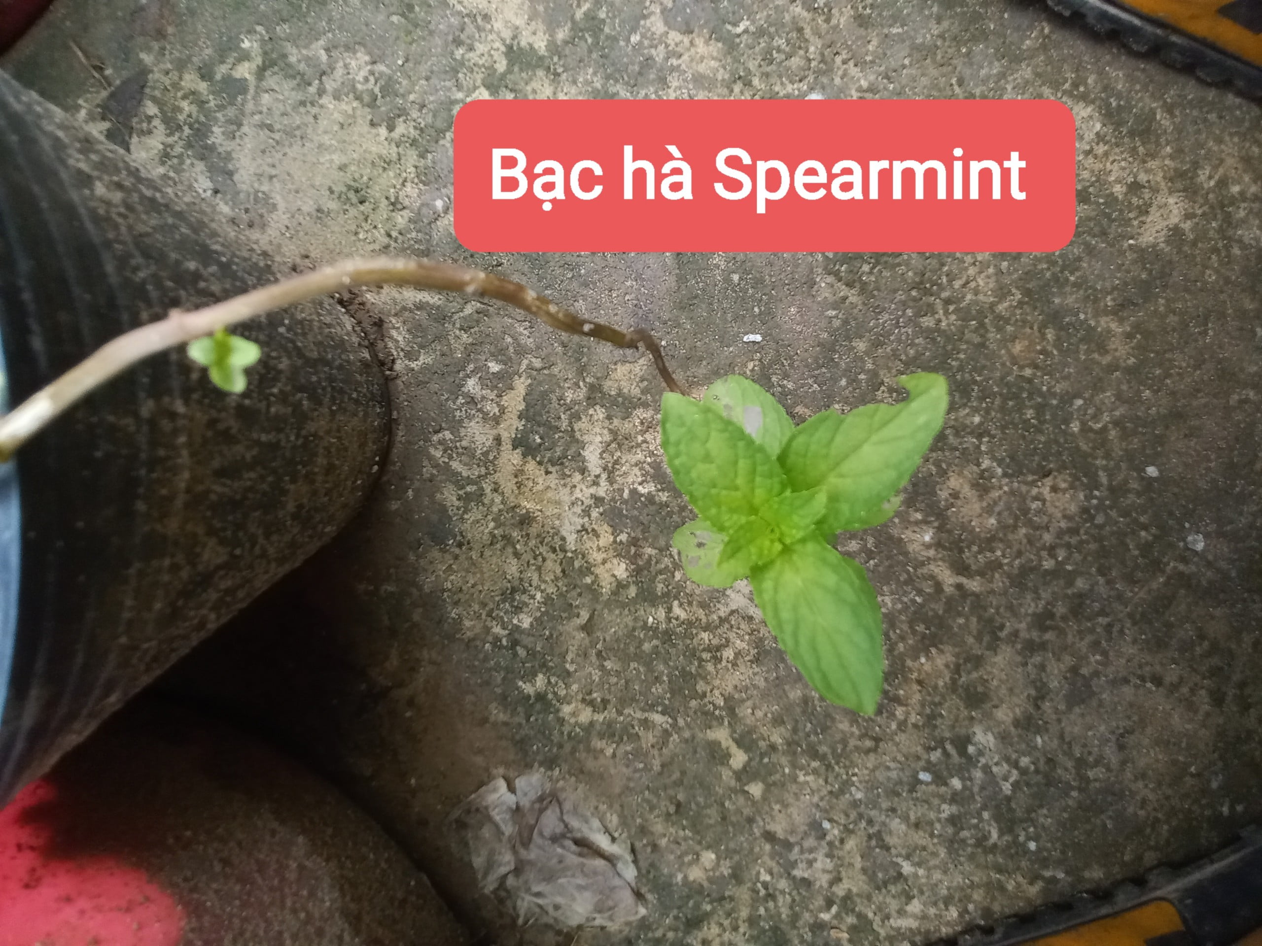 Bạc hà Spearmint